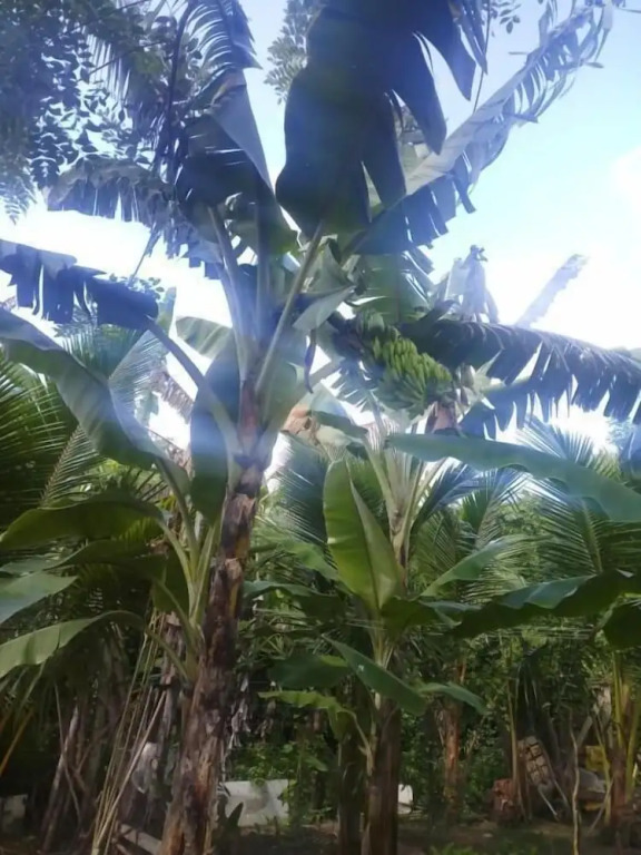 The Dale Mirissa
