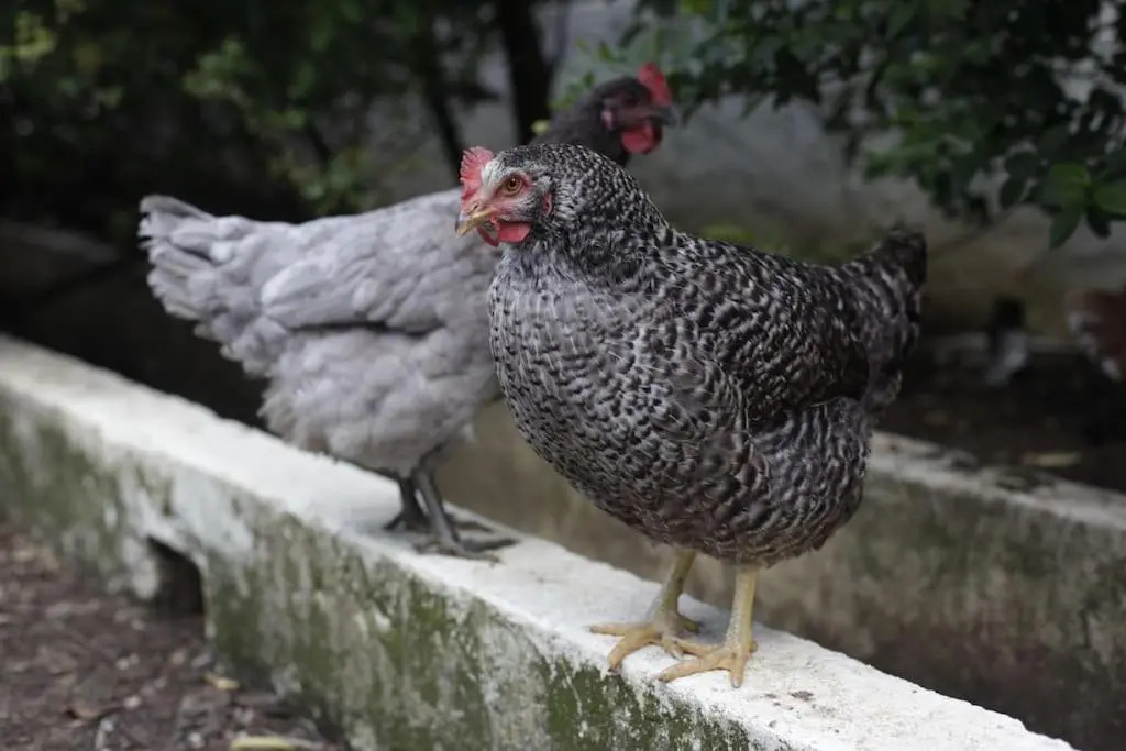 Sintra Farm Villa Guest House