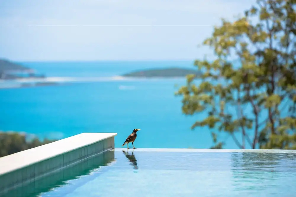 Modern styled 3 BR pool Orchid Villa