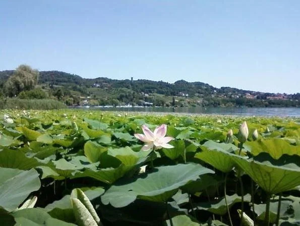 Meublè Giardino