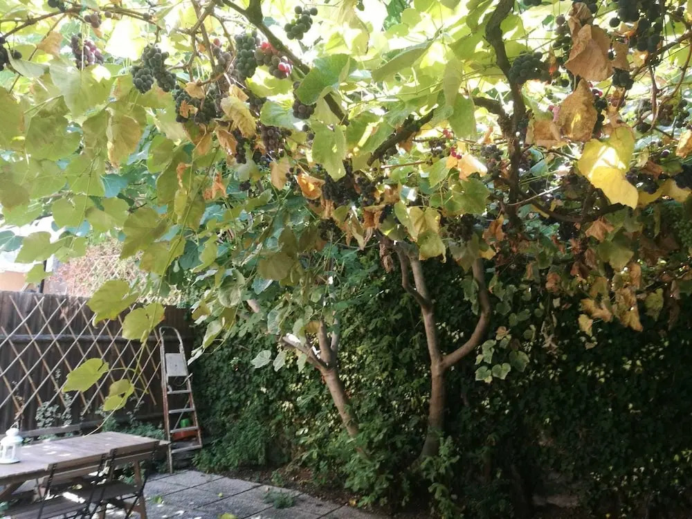 La Maisonette et son Jardin