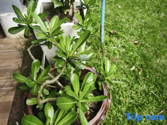The Secret Garden Homestay Koh yao yai
