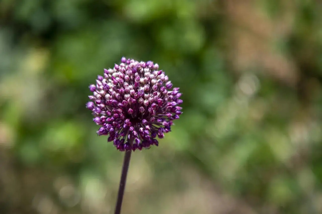 Goknar Knidos Nature Hotel and Farm