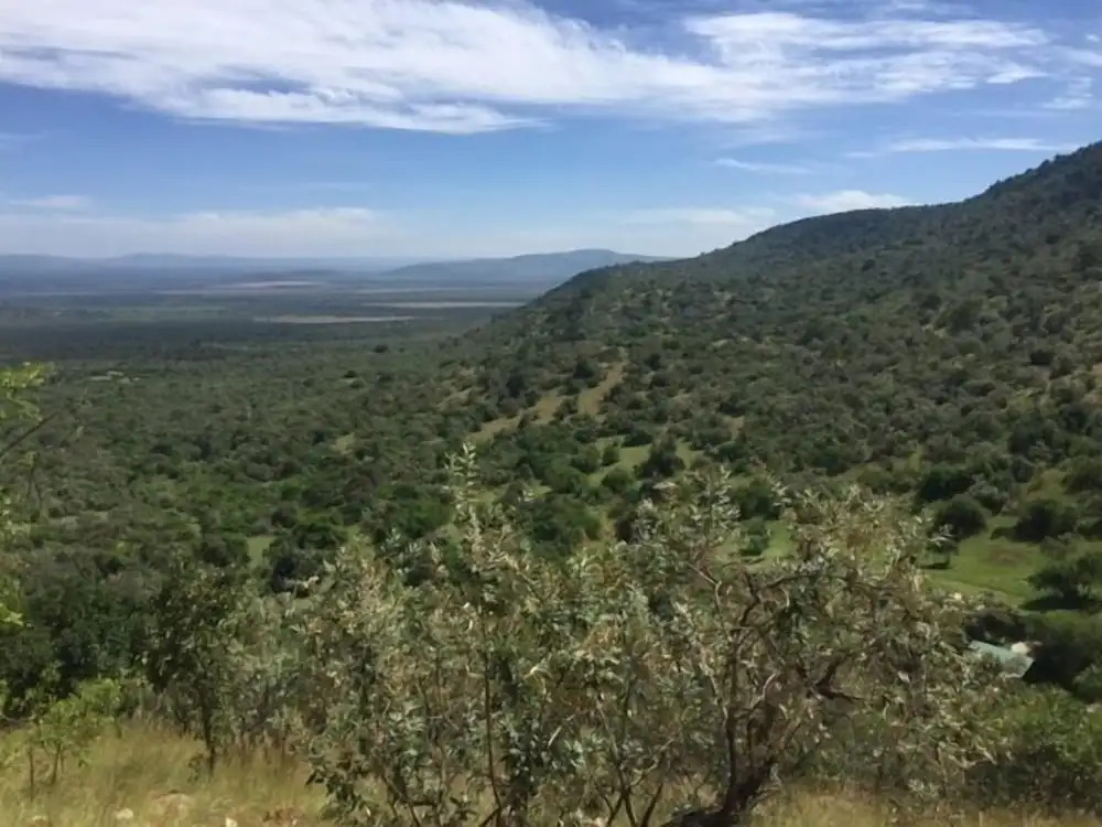 The Nubian in the Mara