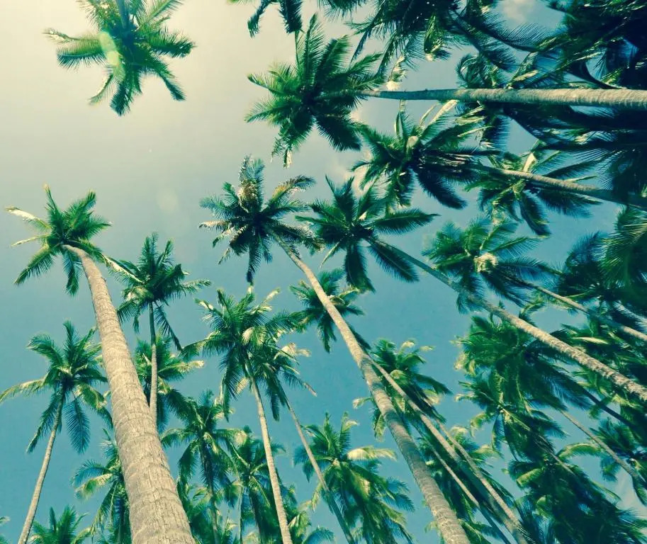 Big Bamboo de Uvita