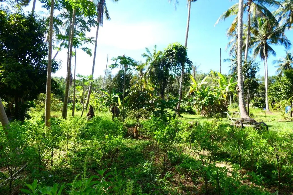 Chom Suan Farmstay