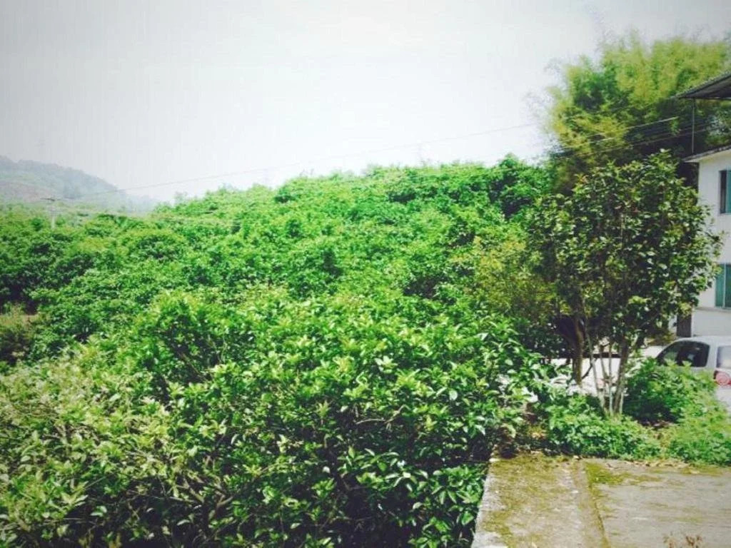 Yangshuo No.27 Shibanqiao