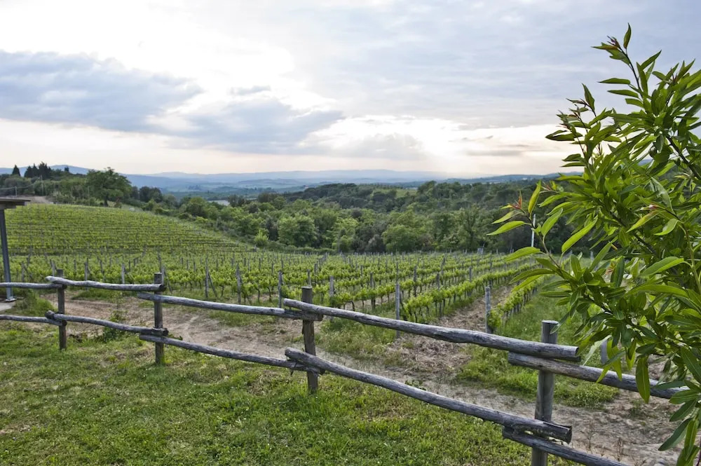 Agriturismo Oliviera Winery