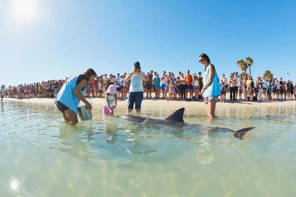 RAC Monkey Mia Dolphin Resort