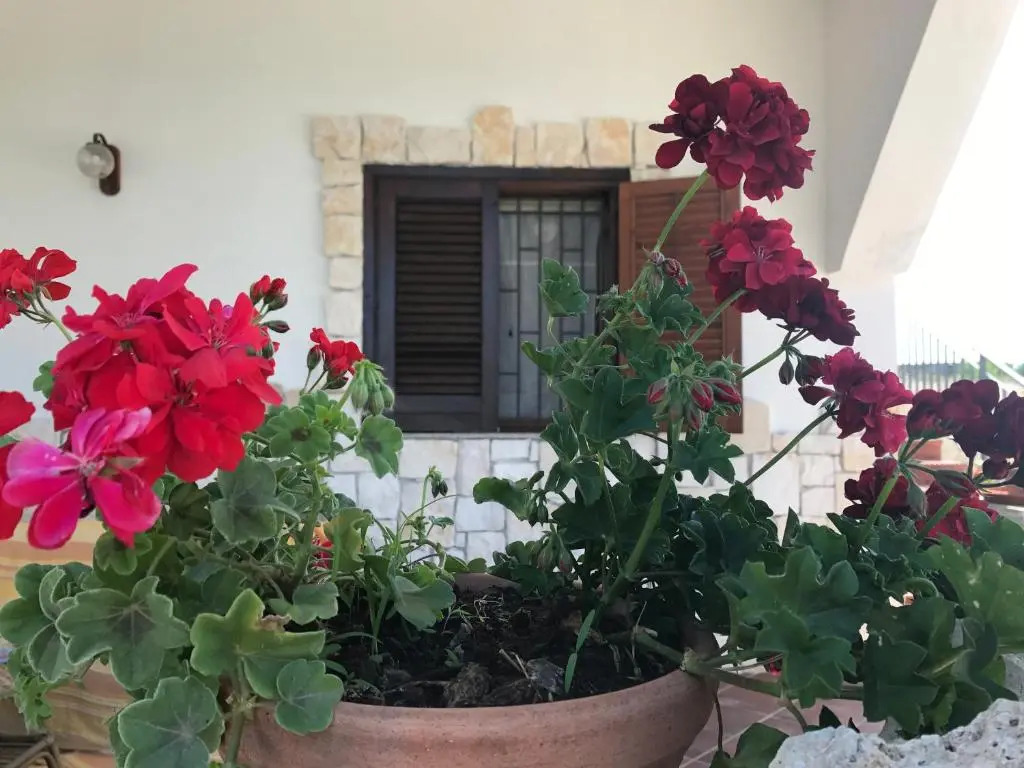 Villa Rosa - ai piedi dellEtna
