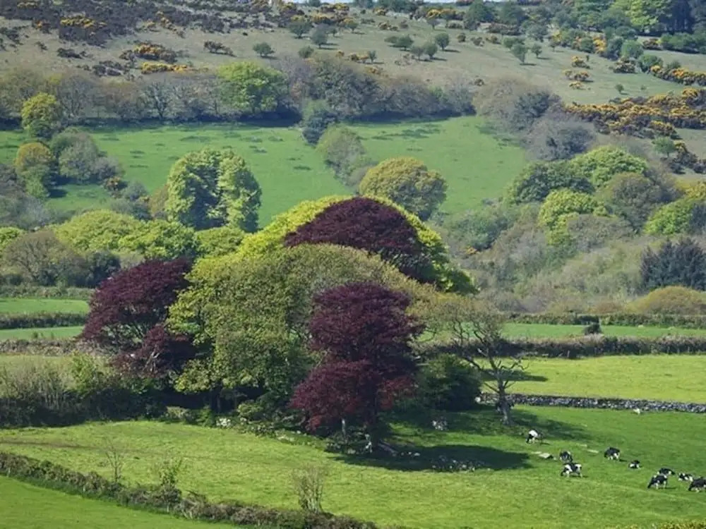 Copper Meadow