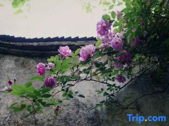Wuzhen Ziyeju Homestay (Xizha Scenic Area)