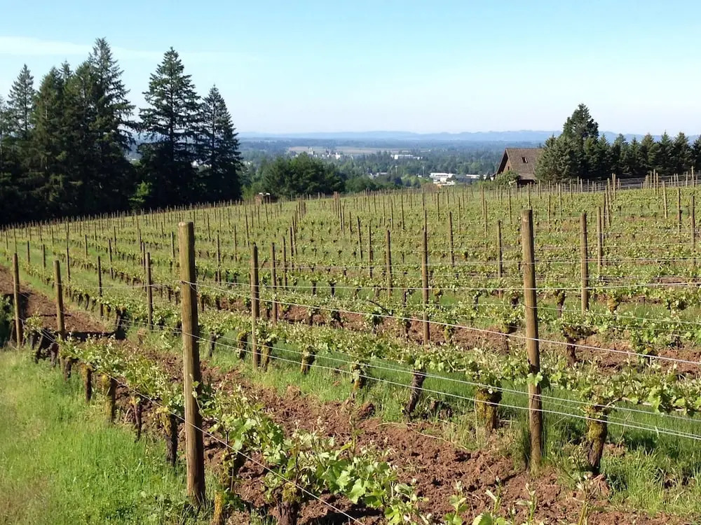 Vineyard View Inn