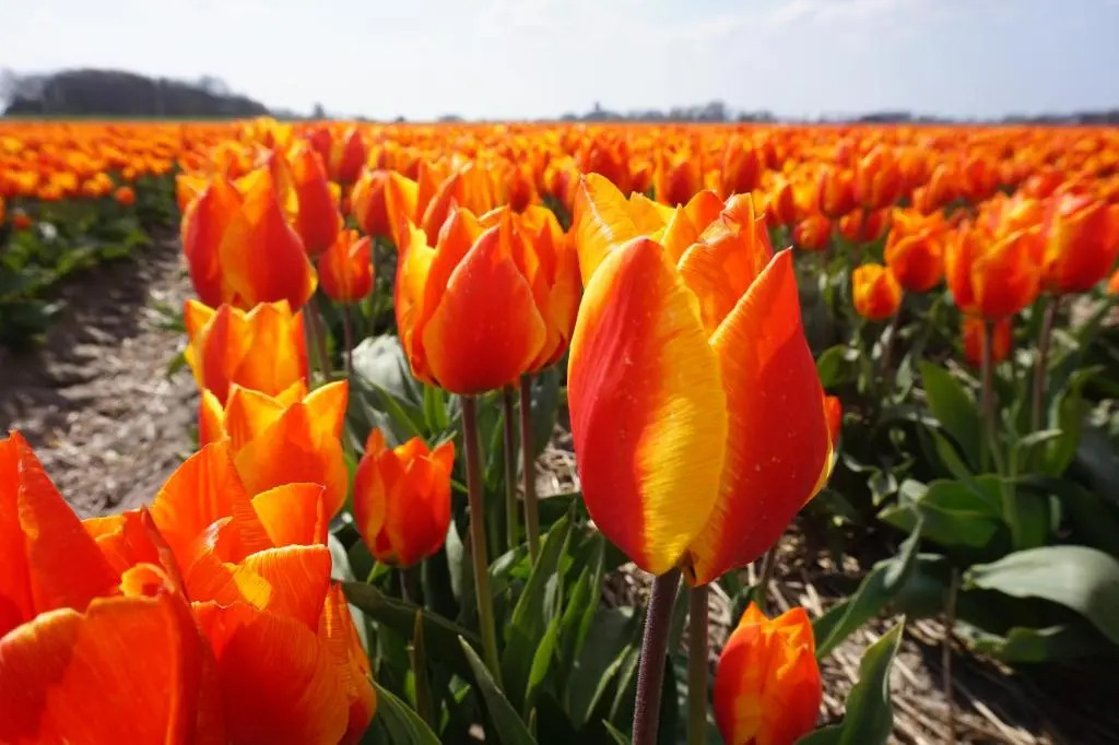 Wijde Blick 212
