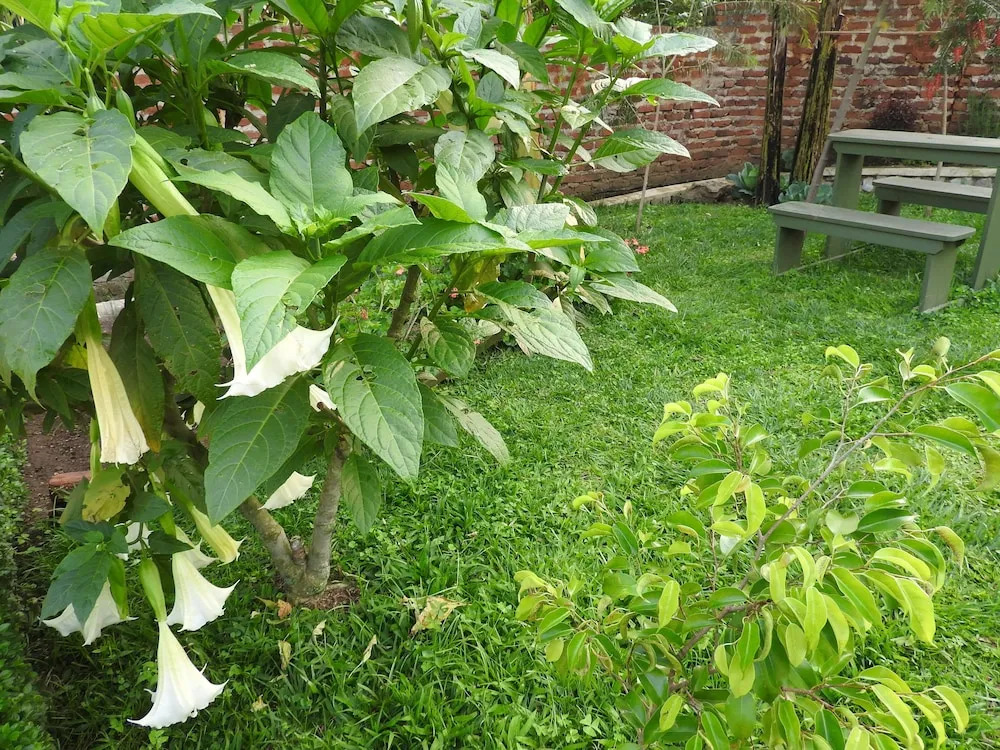 Green Village Apartments