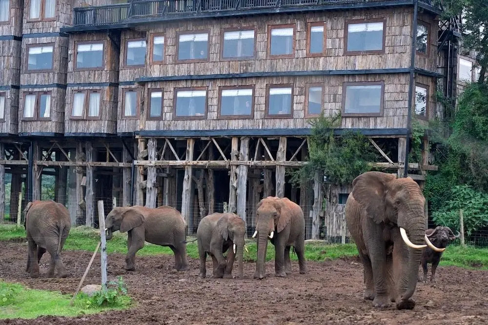 Treetops Lodge