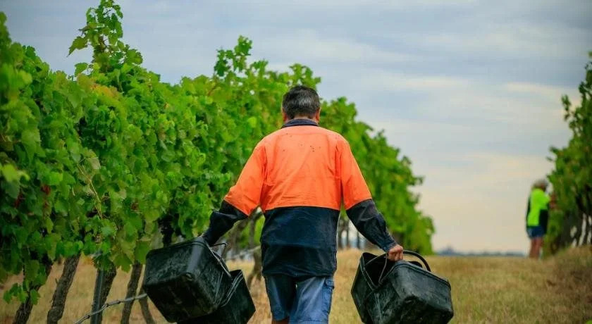 Hanging Tree Wines