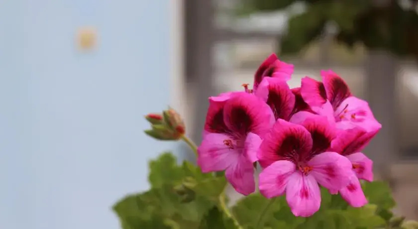 Sayın Villa