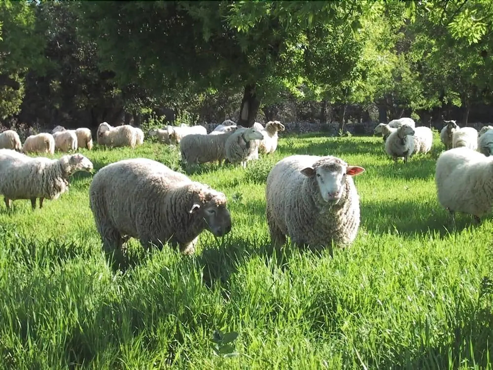 Agroturismo Es Molí de Son Maiol