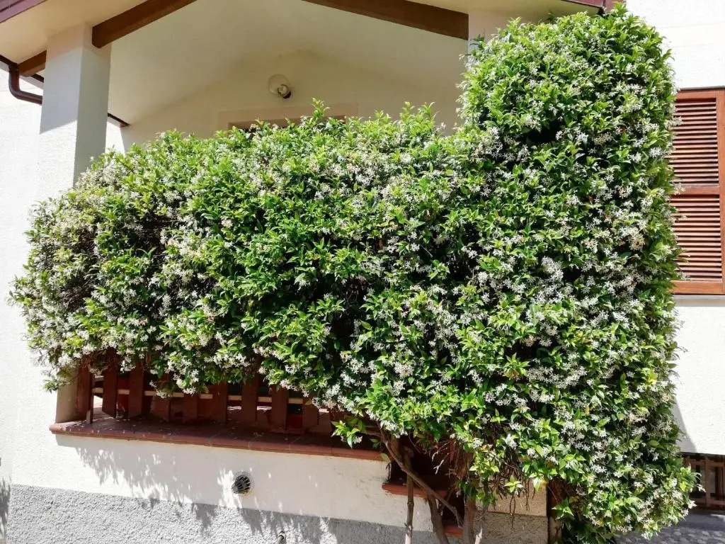 Villa Gelsomino B&B - 6 posti letto
