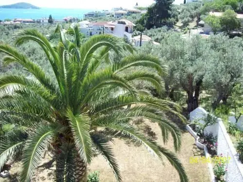 Olive Grove Studios