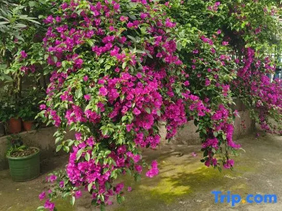 Yan's Courtyard