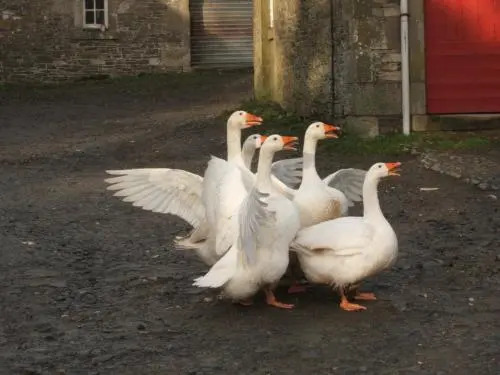 Wiltonburn Farm B&B