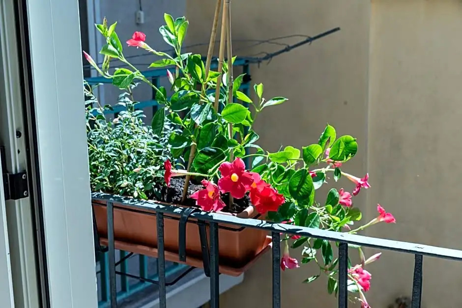 Mandevilla Home