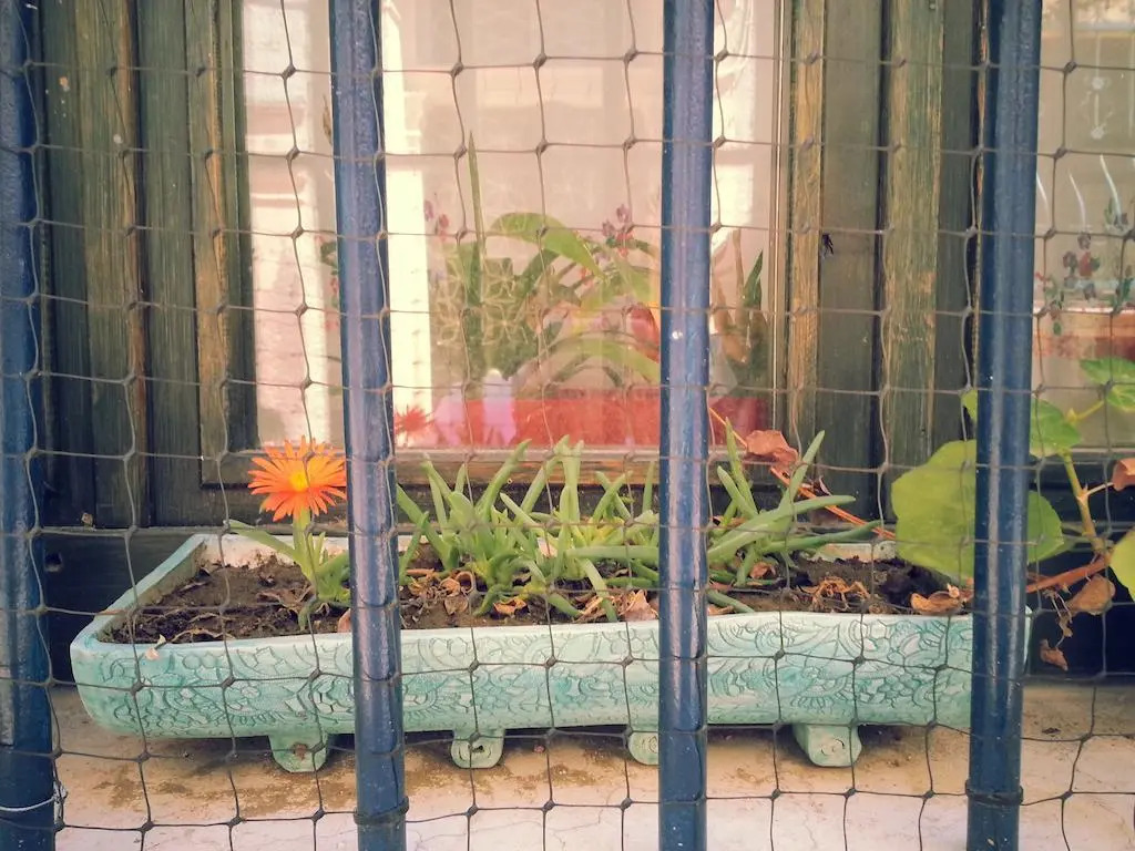 Ayvalik Blue House