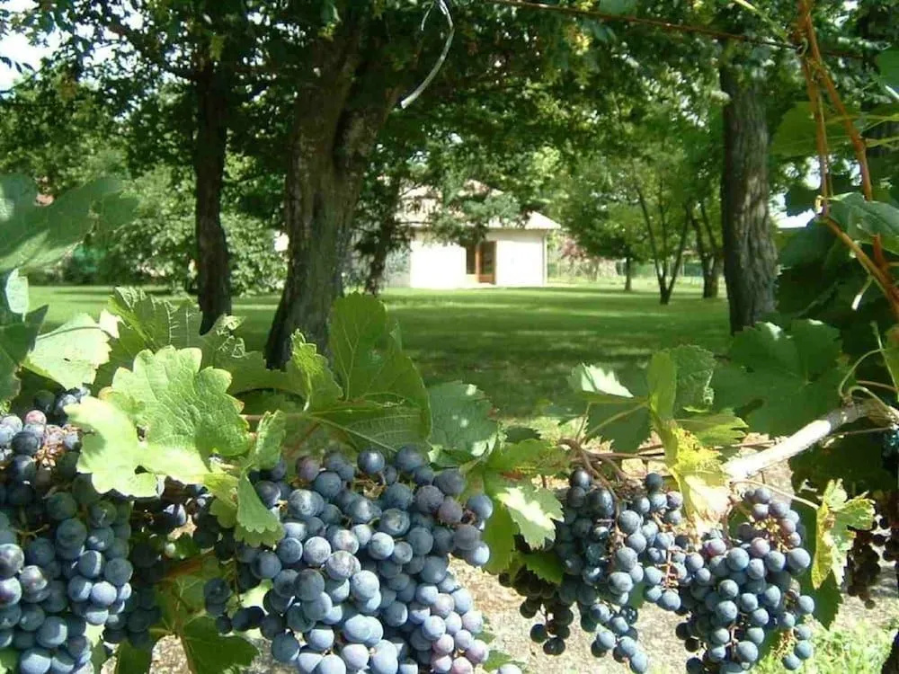 Domaine Maison Dodo