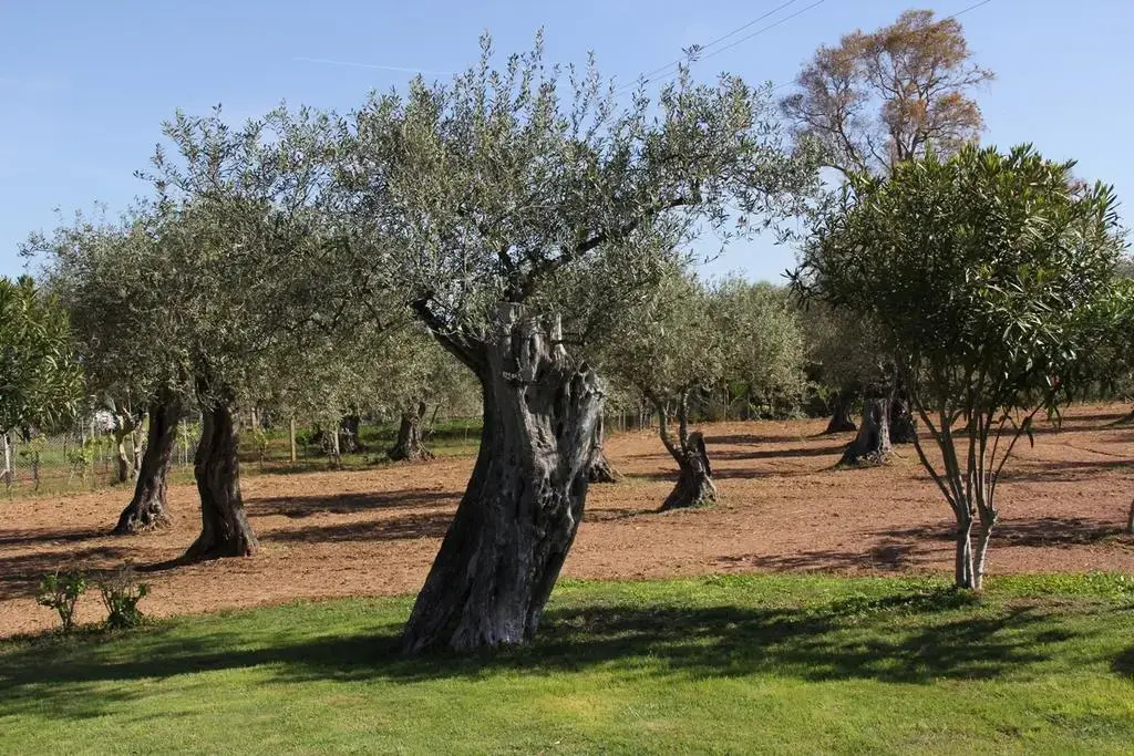 Bandb Villa Grazia