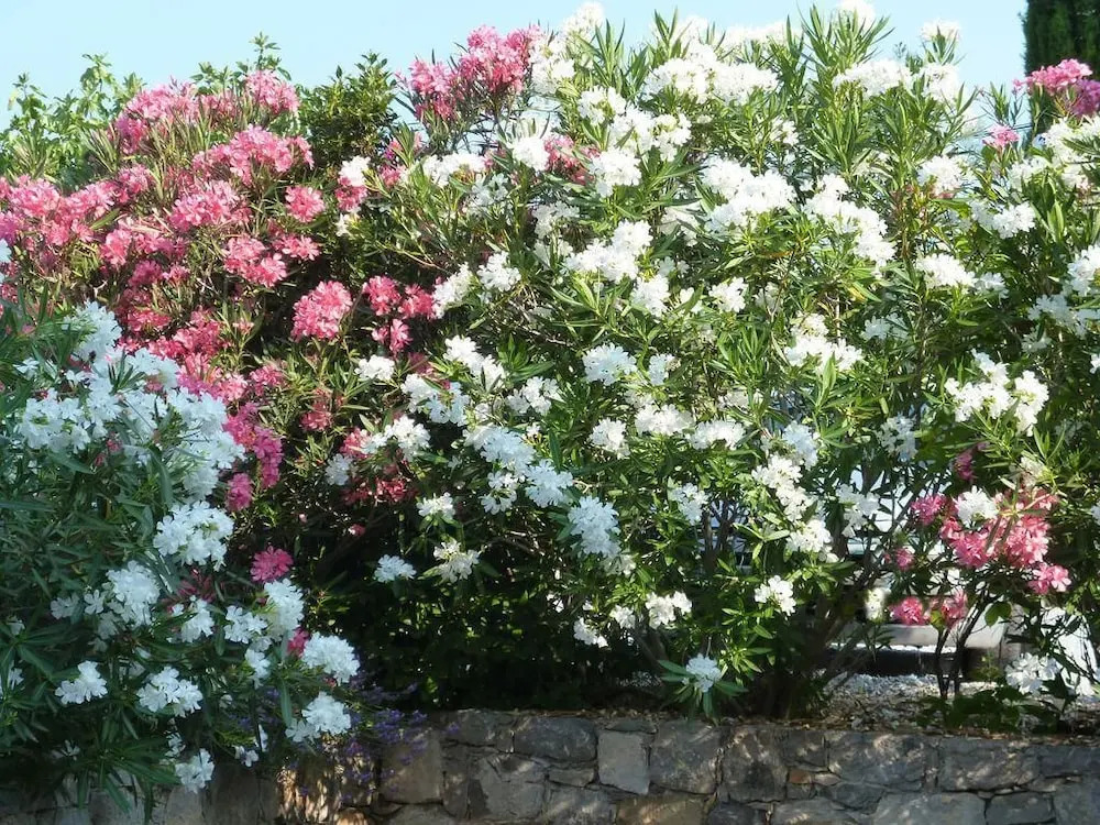 LEscale Provençale