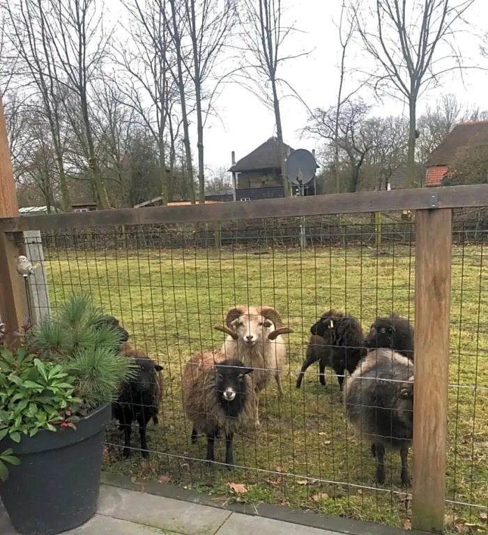 Schaap8 Bed en Breakfast