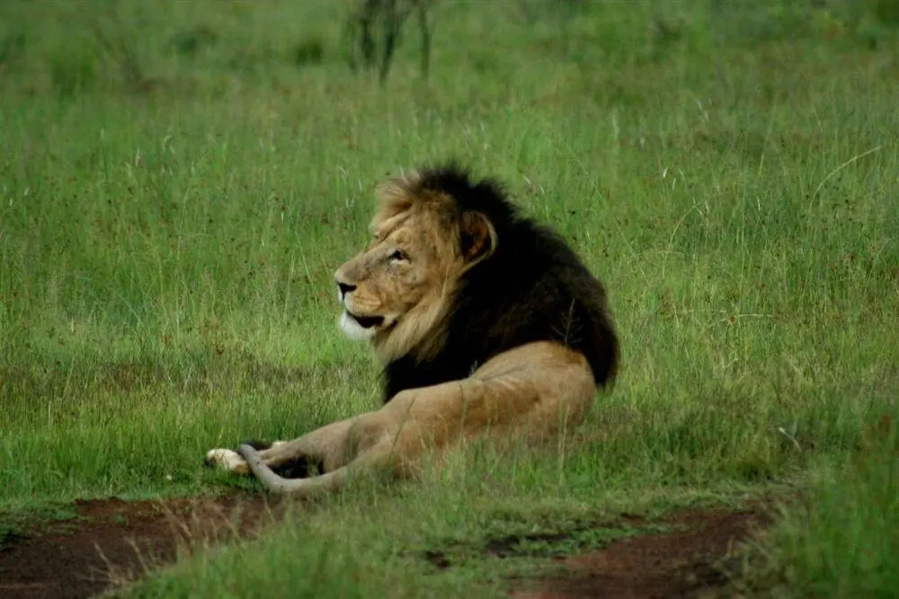 Wild Ivory Eco lodge