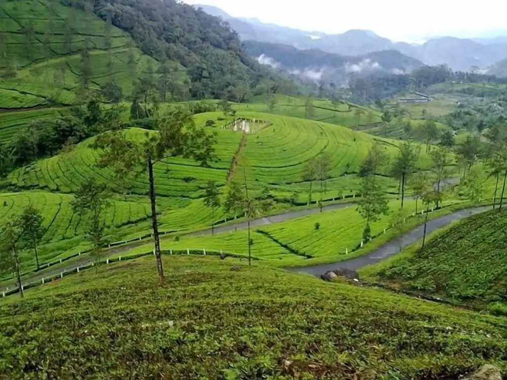 Wild Elephant Eco-Friendly Resort