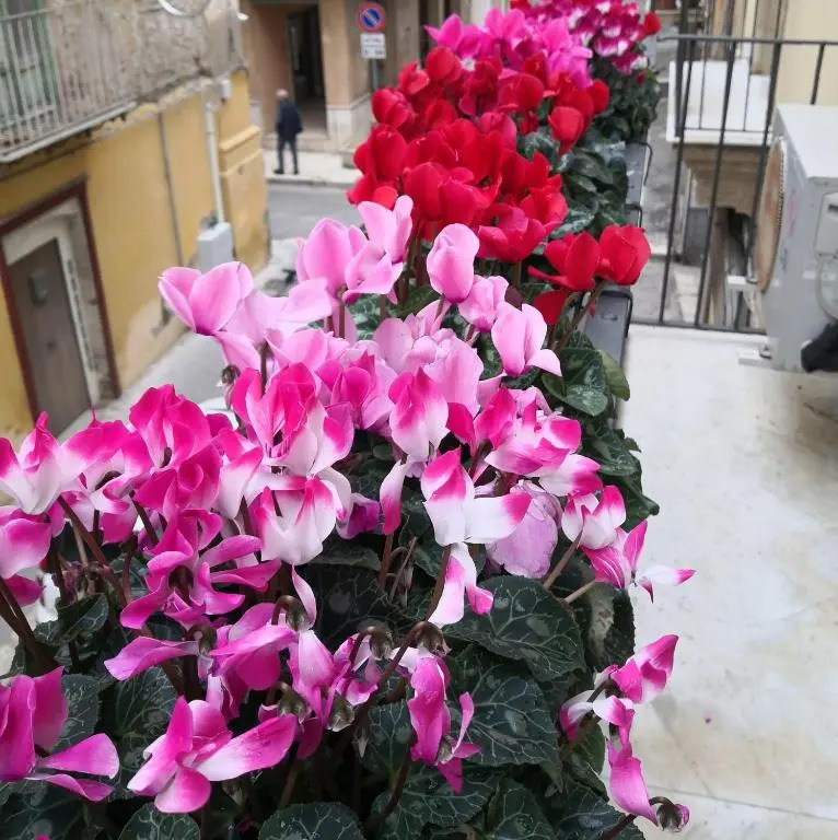 Palazzo Gioffrè
