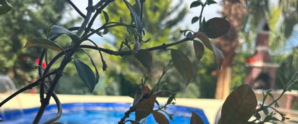 Rentavill Villaları