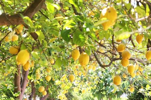 Finca Cas Curial