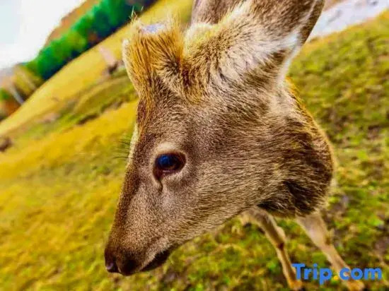 Yichun Dasha Hotel (Xing'an National Forest Park)