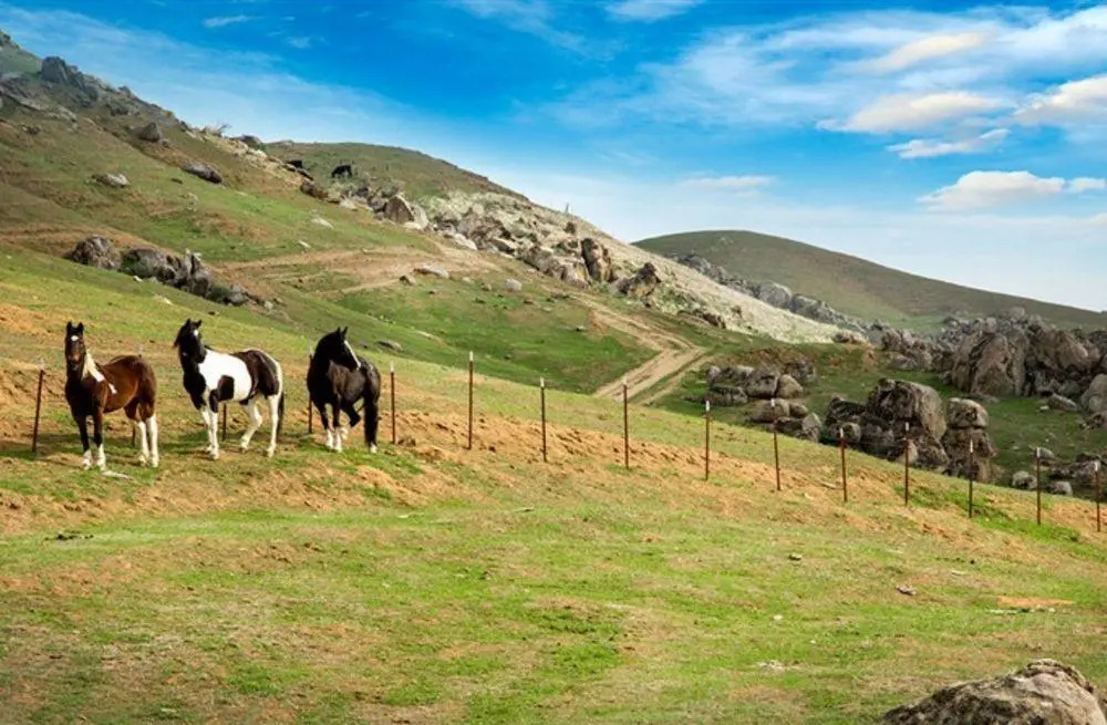 Wicky Up Ranch Bed and Breakfast