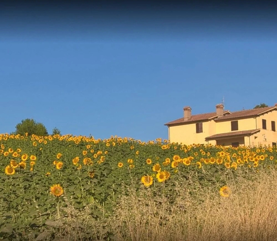 La strada bianca