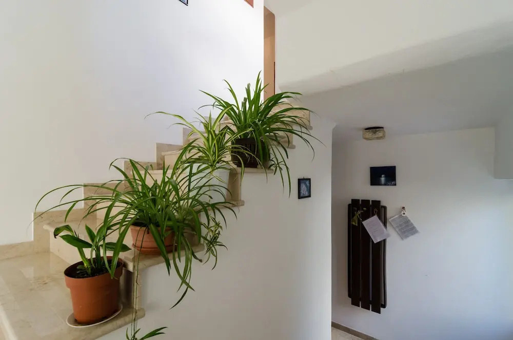 Apartments Palma