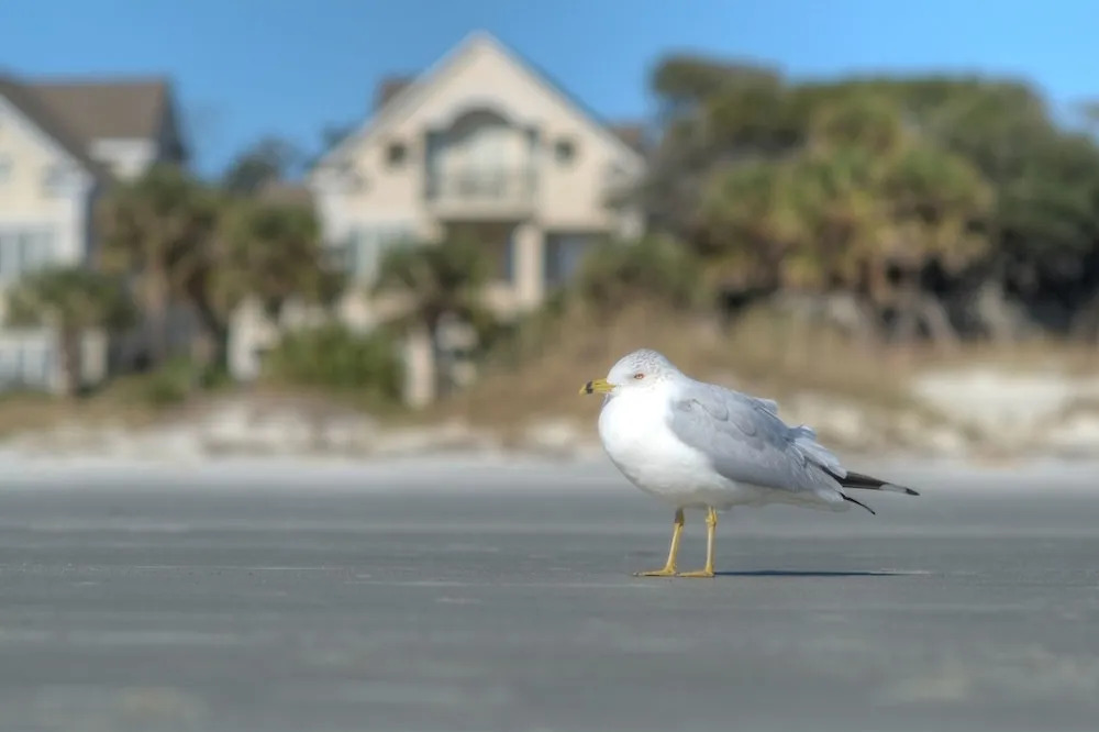 Find Your Happy Place On Hilton Head Island! 3 Bedroom Villa