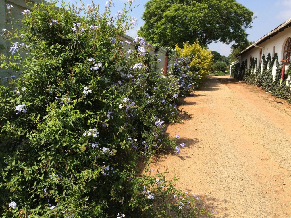 Blue Mango Lodge