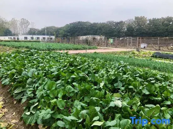 Wuhan Jointown White Swan Eco Hotel