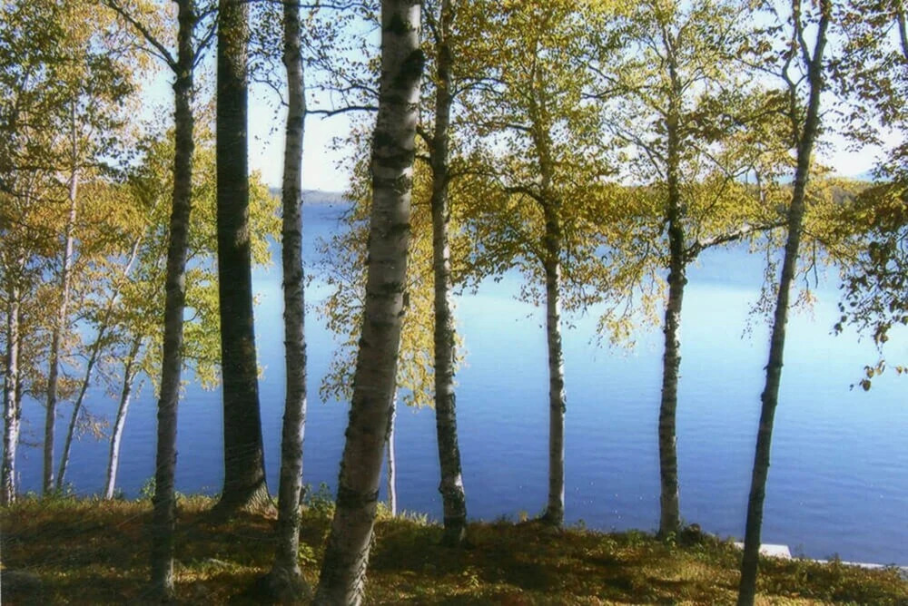 The Birches