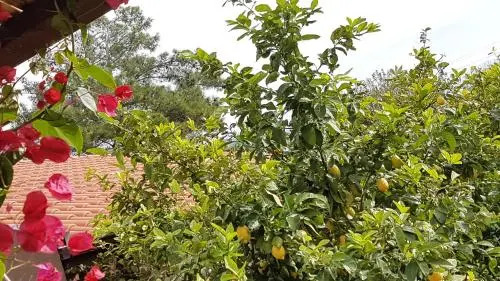 Mandarin Konukevi