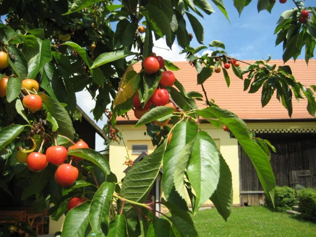 Žuhansta