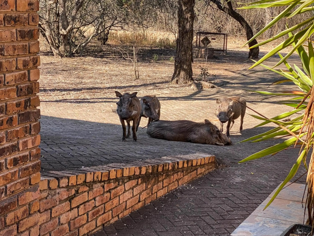 Hakuna Matata