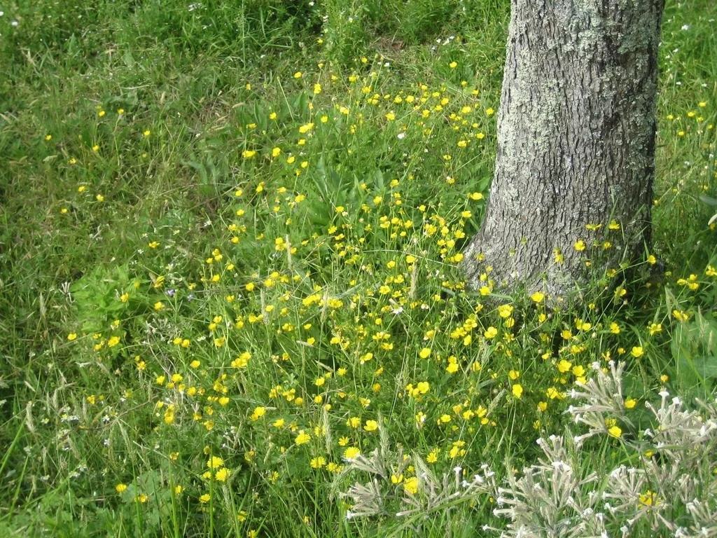 Agriturismo I Luvi